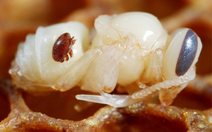 Mite on the head of a bee pupa Gilles San Martin